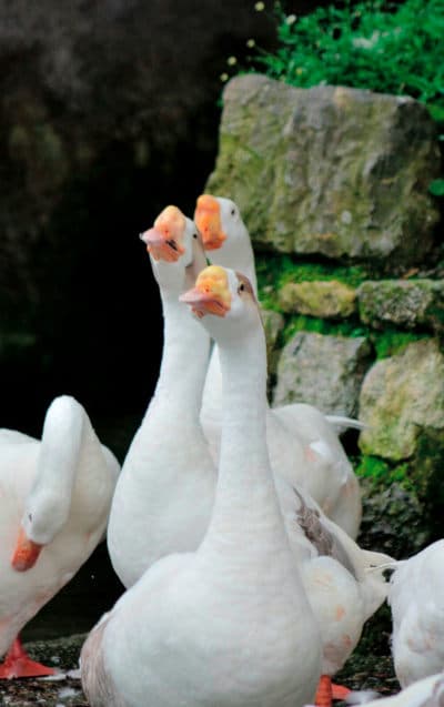 Birds photo